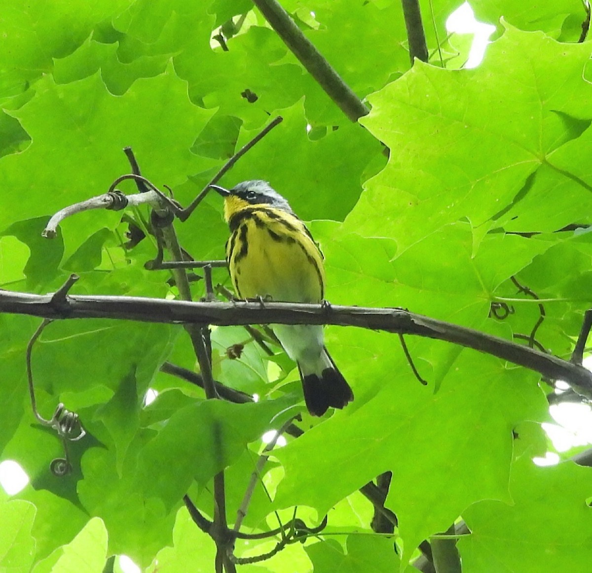 Magnolia Warbler - ML620317823