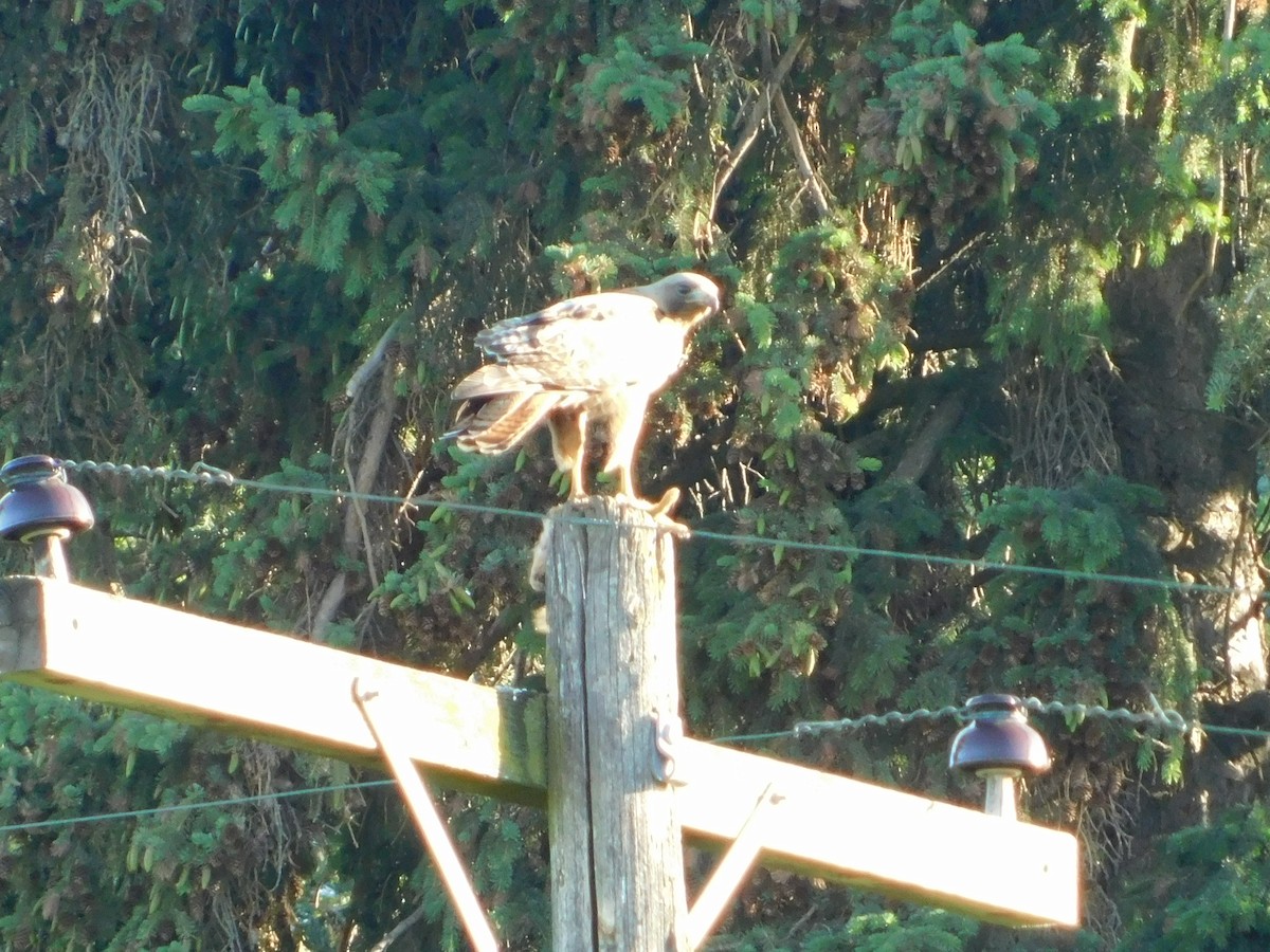 Red-tailed Hawk (calurus/alascensis) - ML620317824