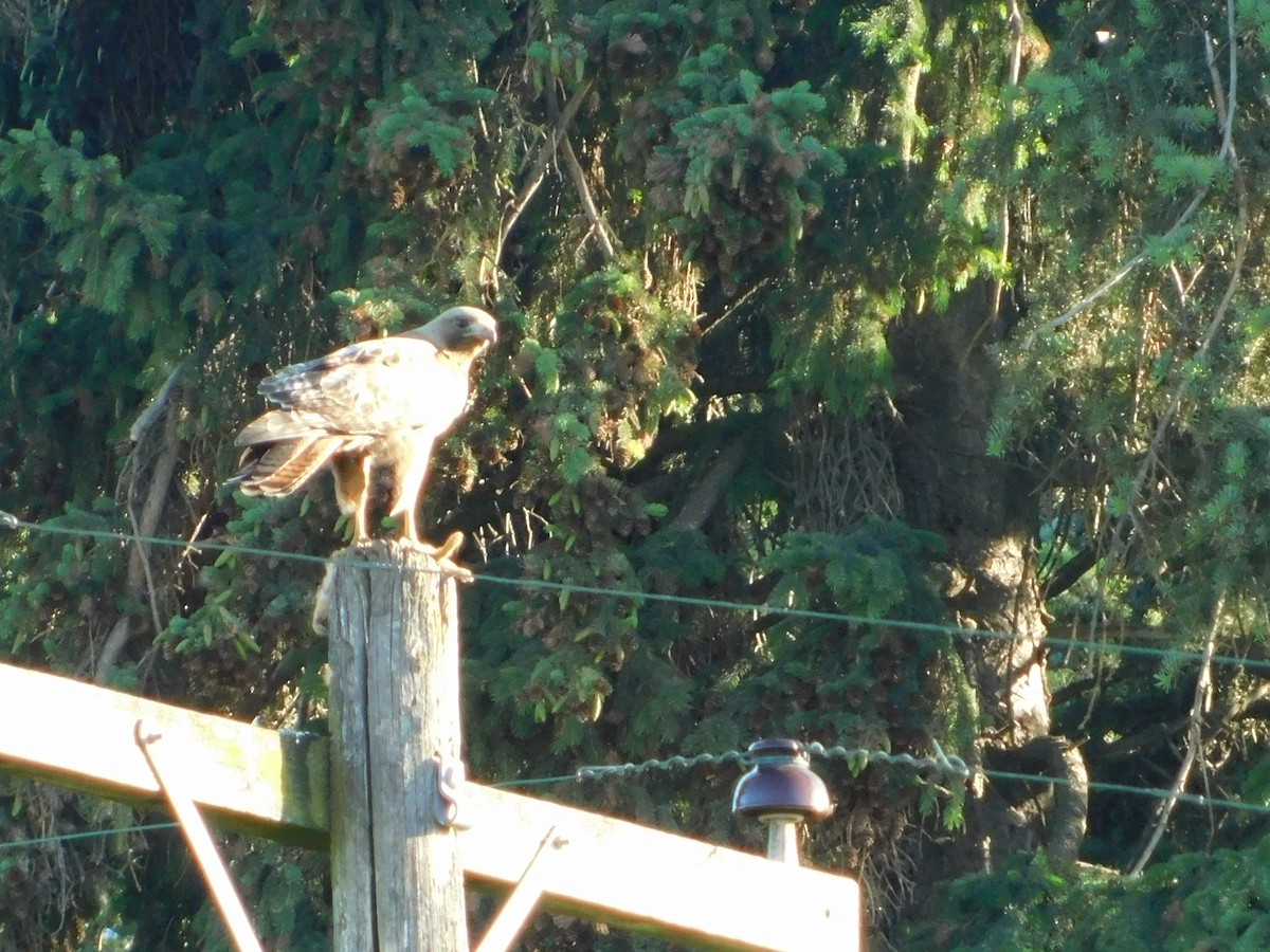 Red-tailed Hawk (calurus/alascensis) - ML620317826