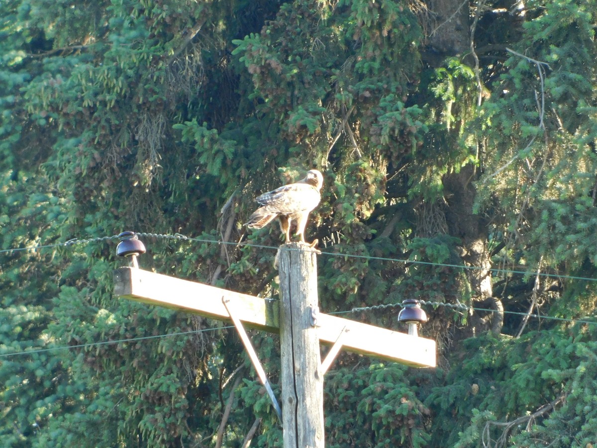 Red-tailed Hawk (calurus/alascensis) - ML620317827