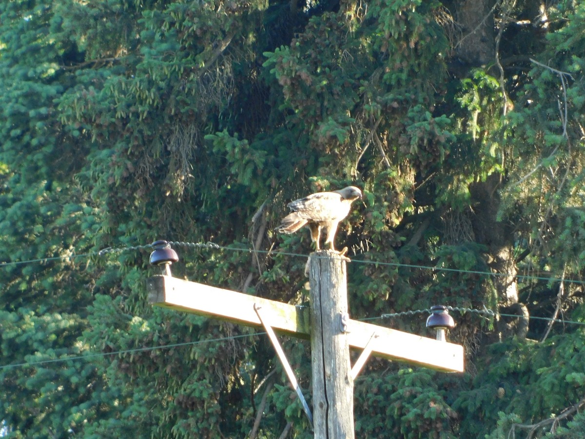 Red-tailed Hawk (calurus/alascensis) - ML620317828