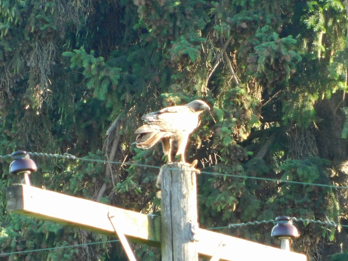 Red-tailed Hawk (calurus/alascensis) - ML620317829