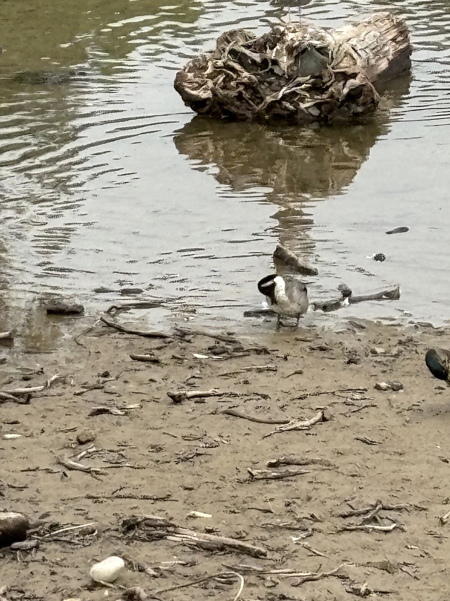 Northern Pintail - ML620317830