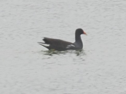 Common Gallinule - ML620317835