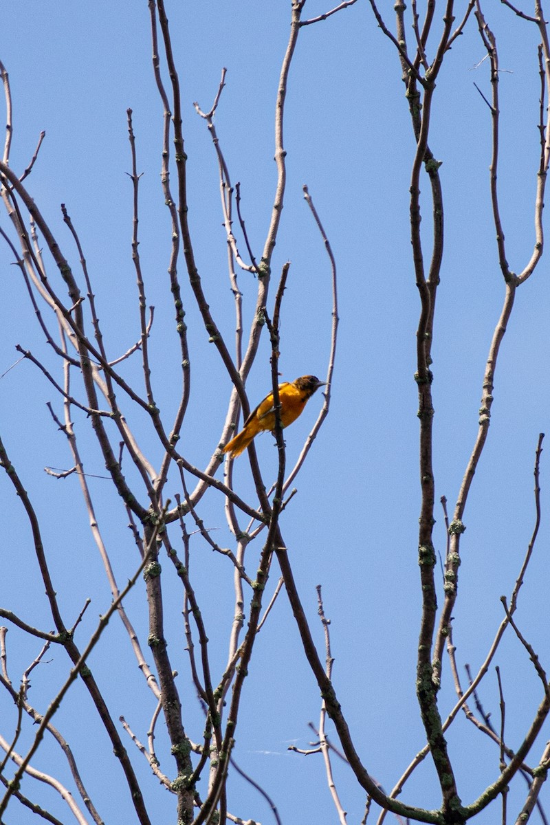 Baltimore Oriole - ML620317836