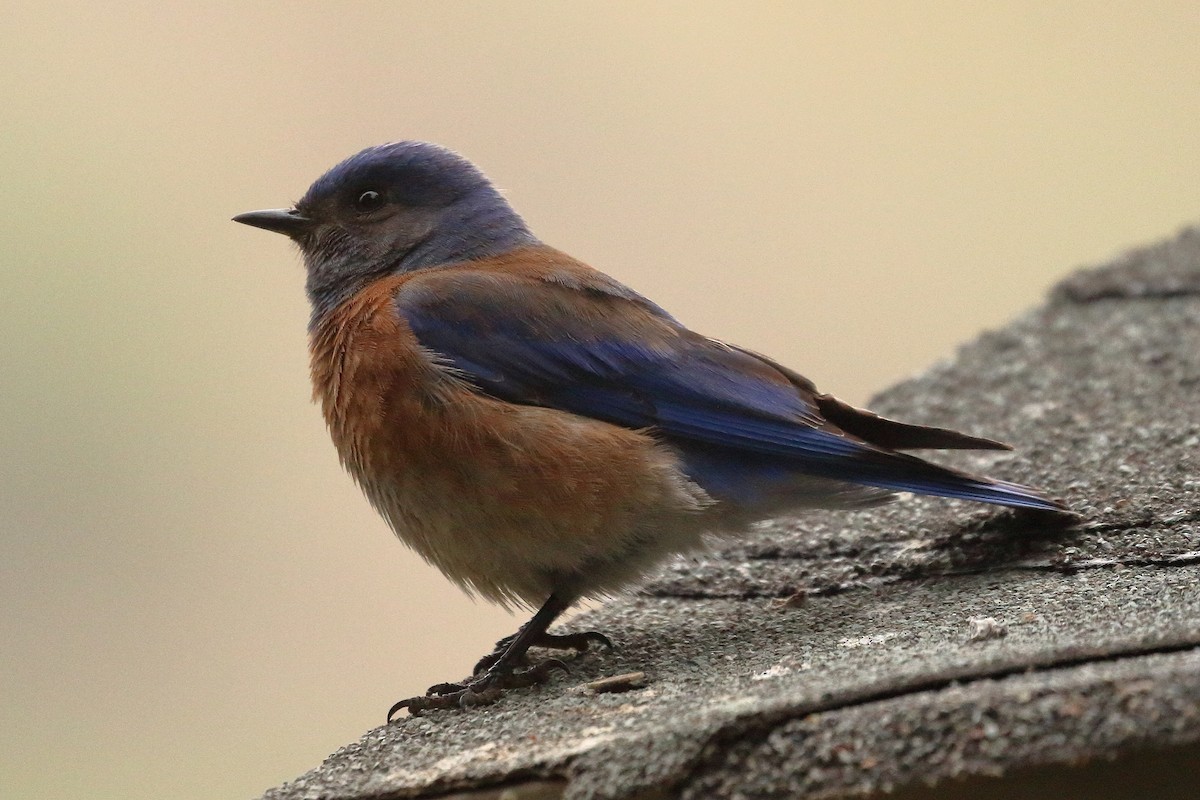 Western Bluebird - ML620317837