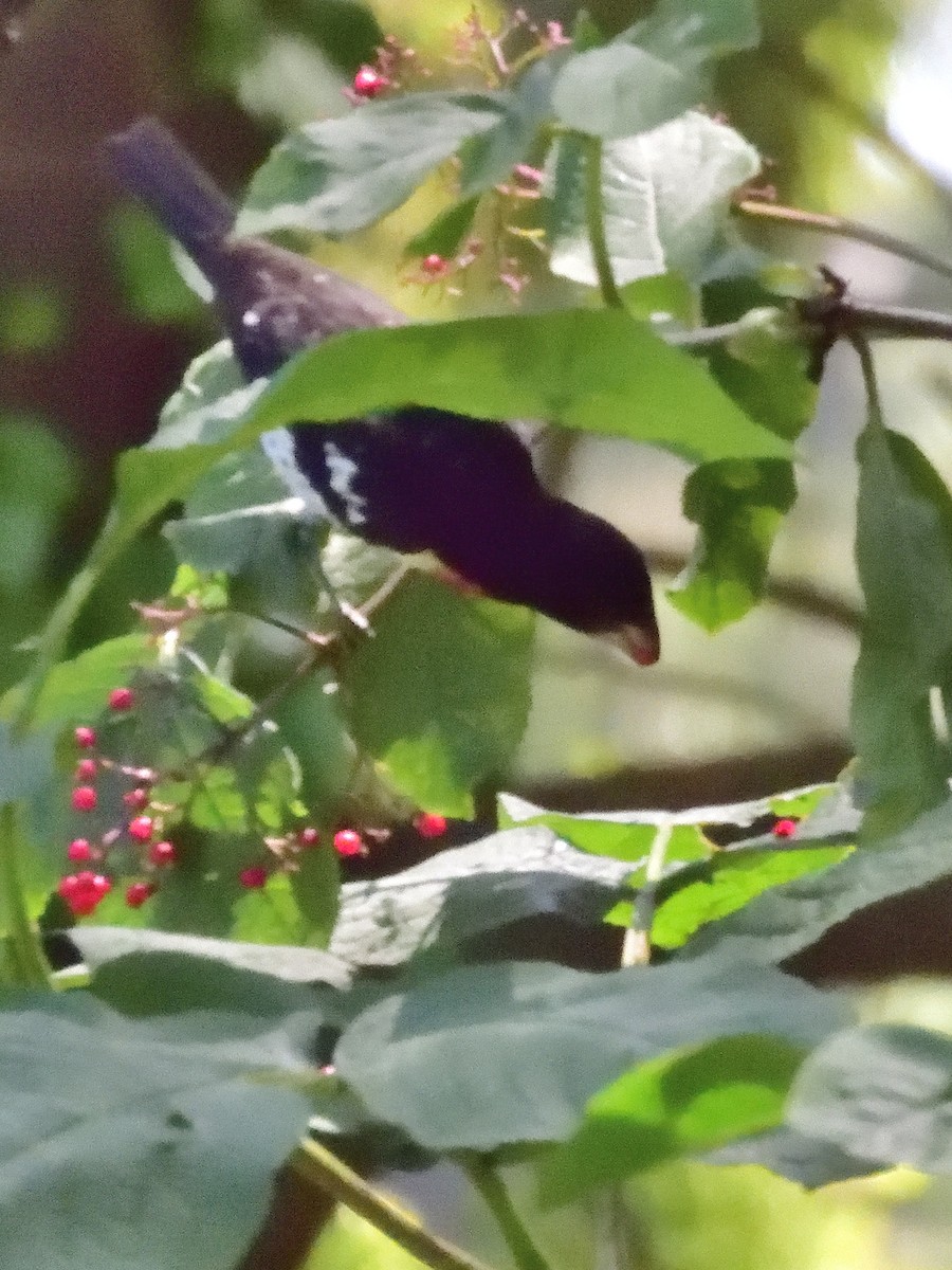 Rose-breasted Grosbeak - ML620317839