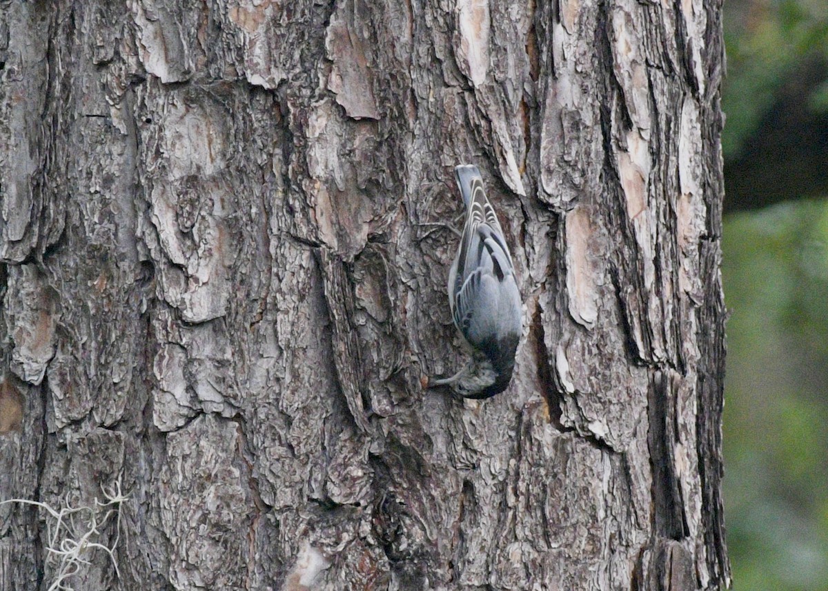 White-breasted Nuthatch - ML620317842