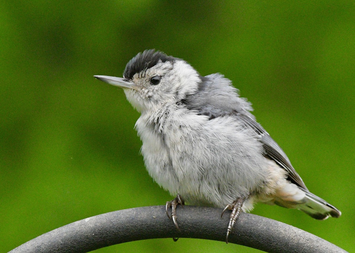 White-breasted Nuthatch - ML620317844