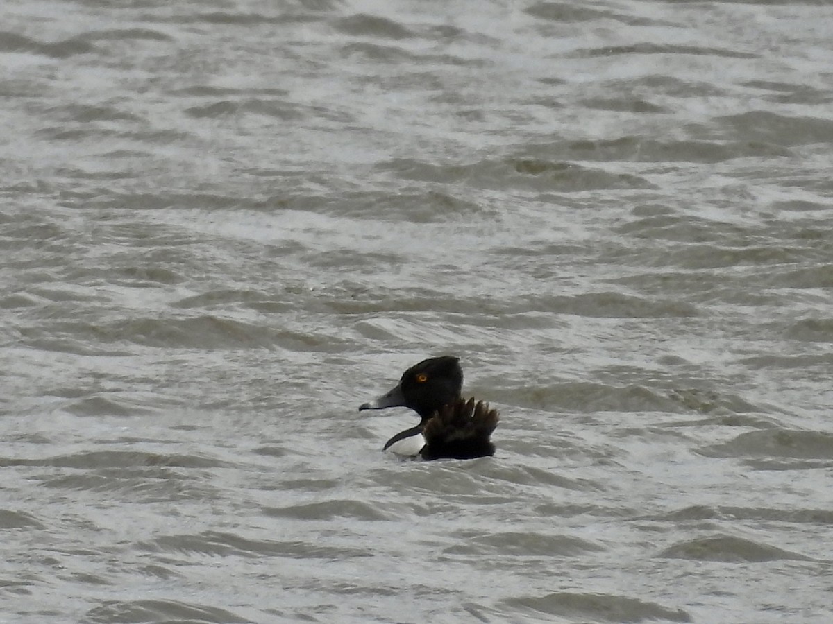 Ring-necked Duck - Moira Swinton