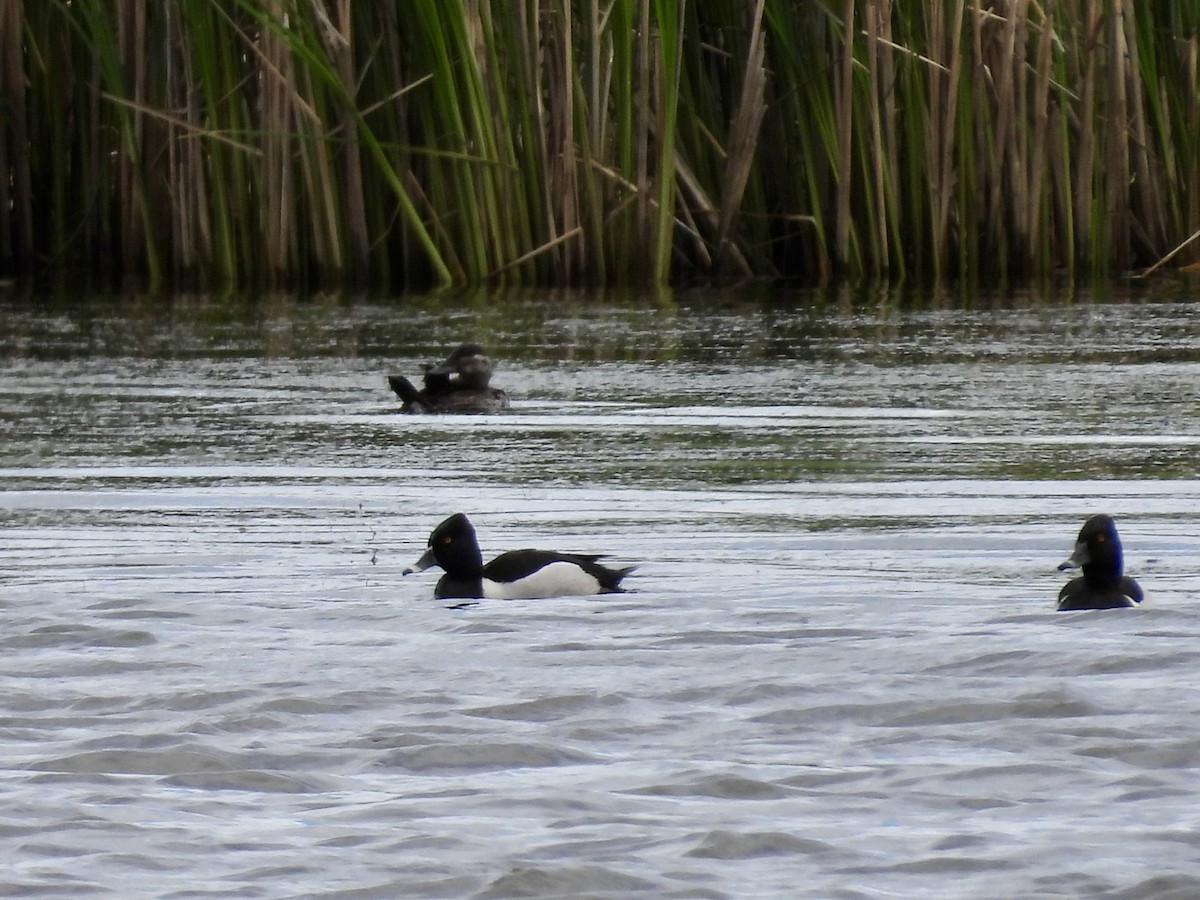 Ring-necked Duck - Moira Swinton