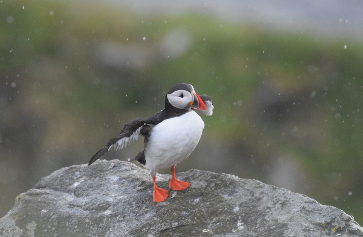 Atlantic Puffin - ML620317850