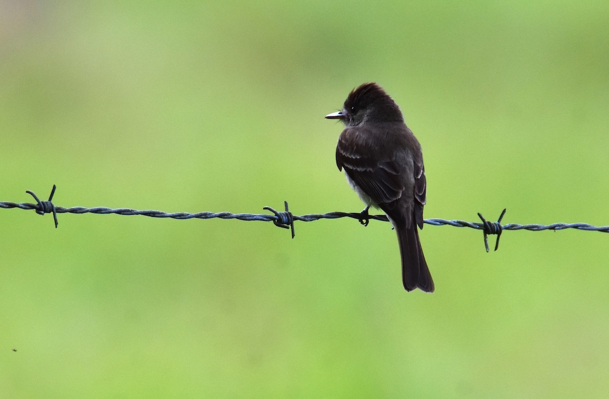 Northern Tropical Pewee - ML620317851