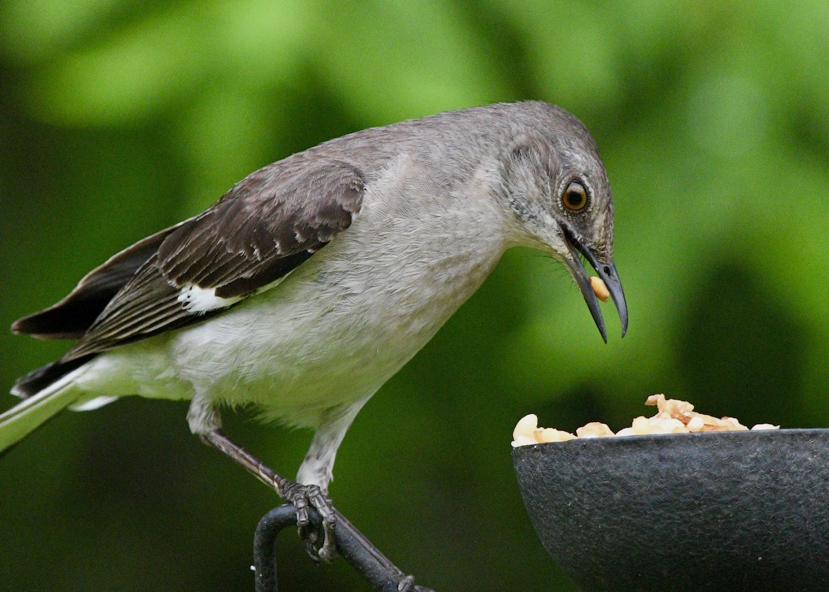 Northern Mockingbird - ML620317854