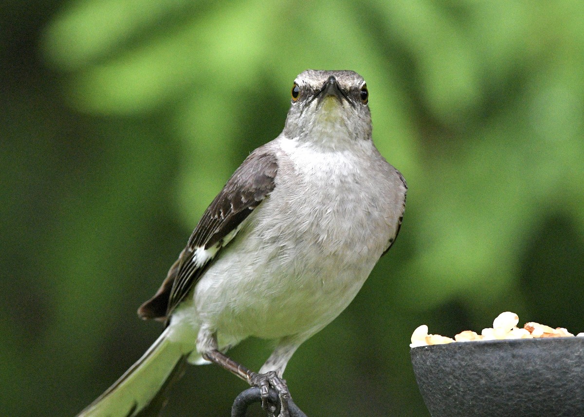 Northern Mockingbird - ML620317855