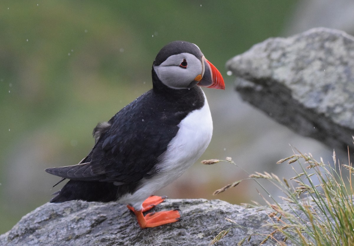 Atlantic Puffin - ML620317863