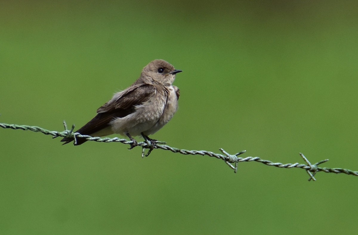 Southern Rough-winged Swallow - Dean Hester