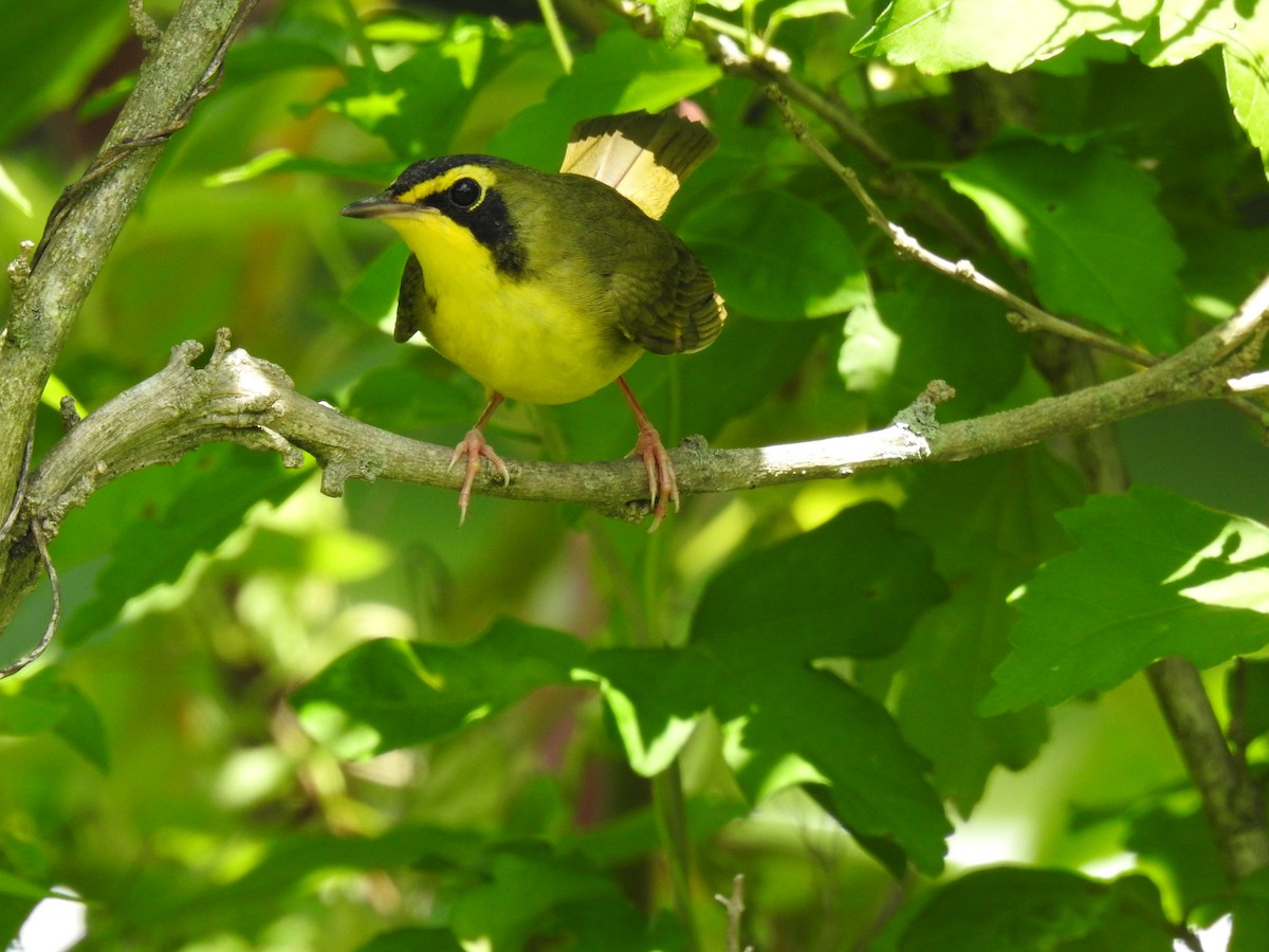 Kentucky Warbler - ML620317867