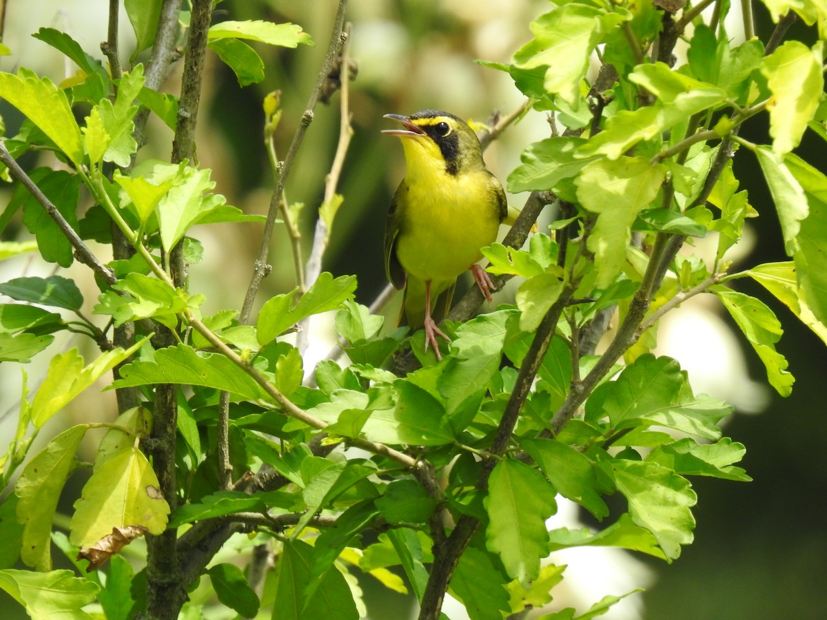 Kentucky Warbler - ML620317873