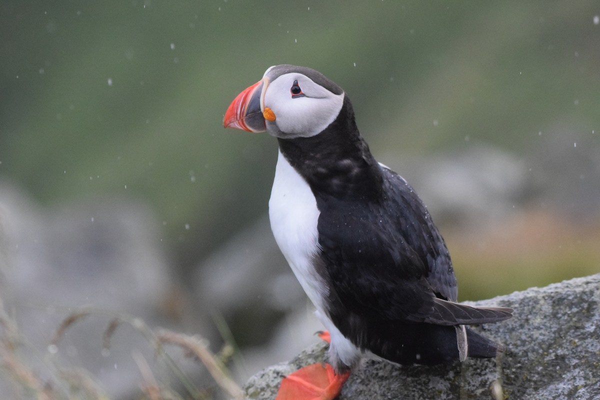 Atlantic Puffin - ML620317877