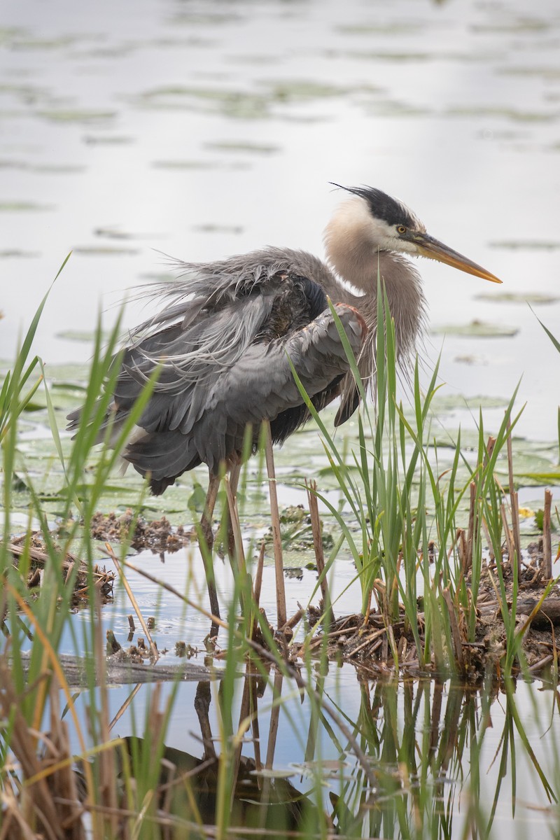 Great Blue Heron - ML620317888