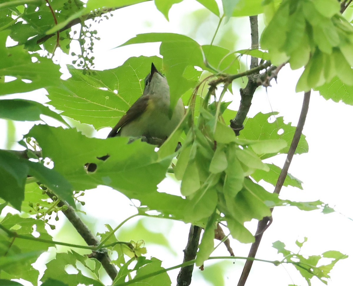 American Redstart - ML620317892