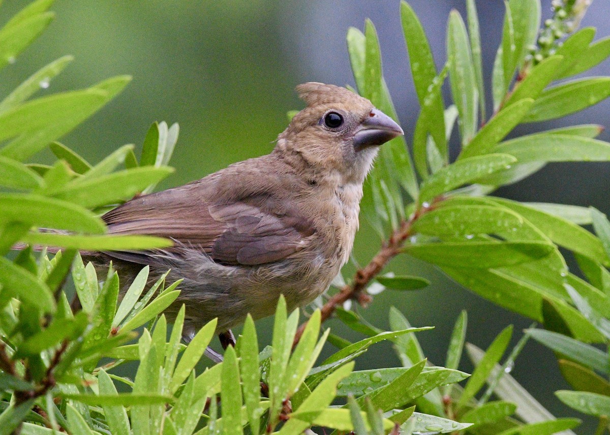 Northern Cardinal - ML620317894