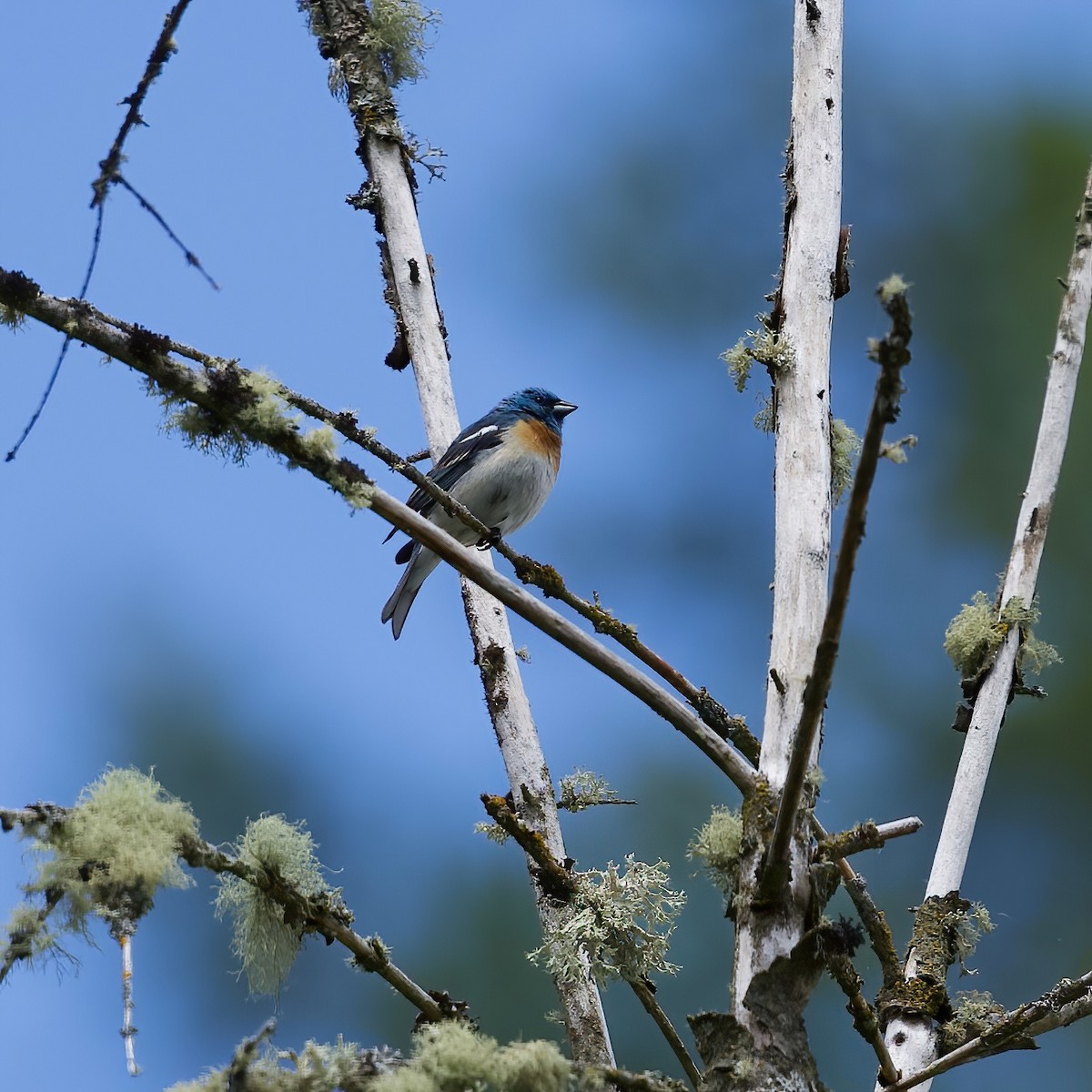 Lazuli Bunting - ML620317900