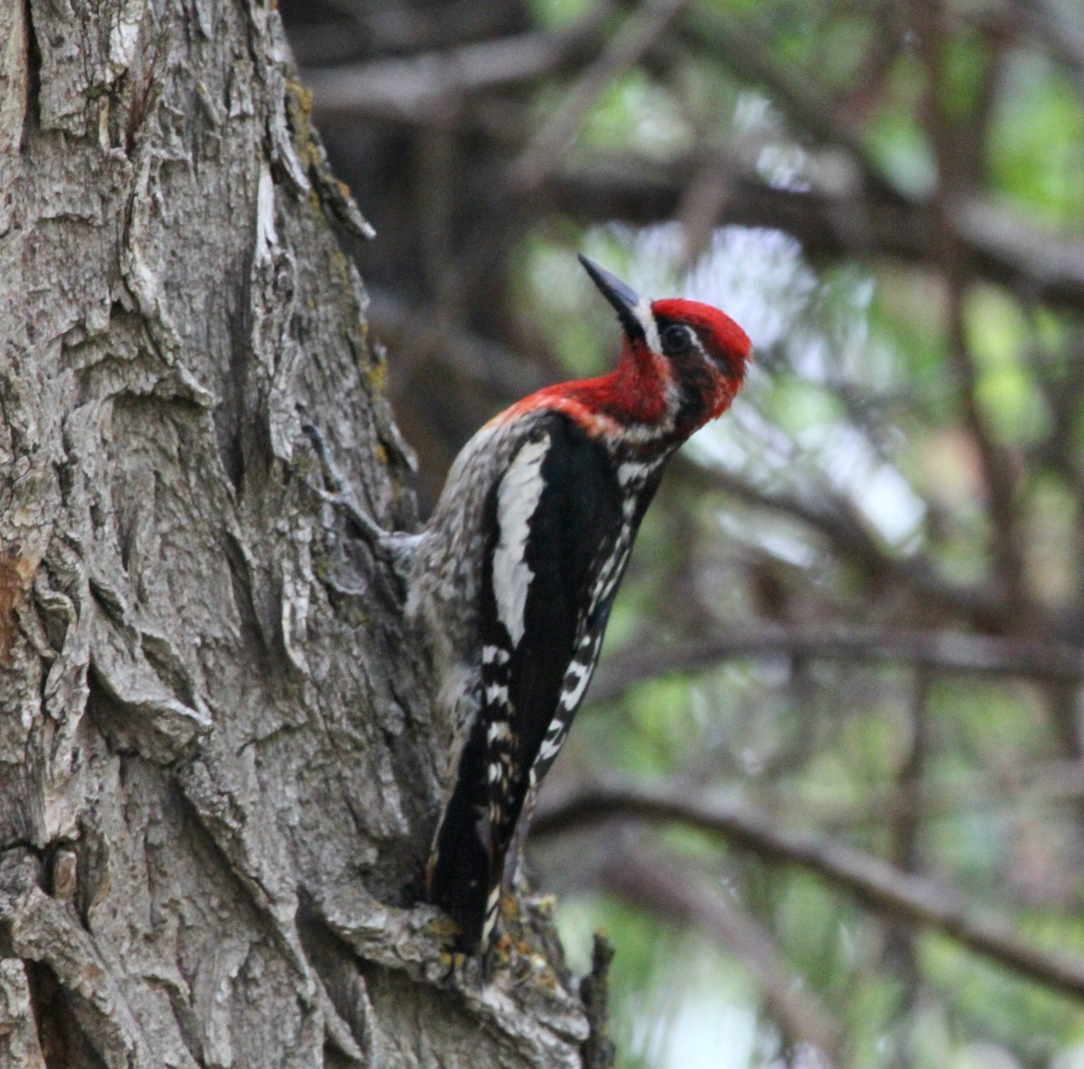 Red-naped x Red-breasted Sapsucker (hybrid) - ML620317903