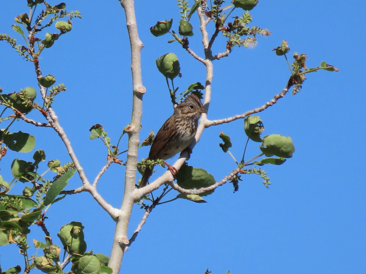 Lincoln's Sparrow - ML620317904