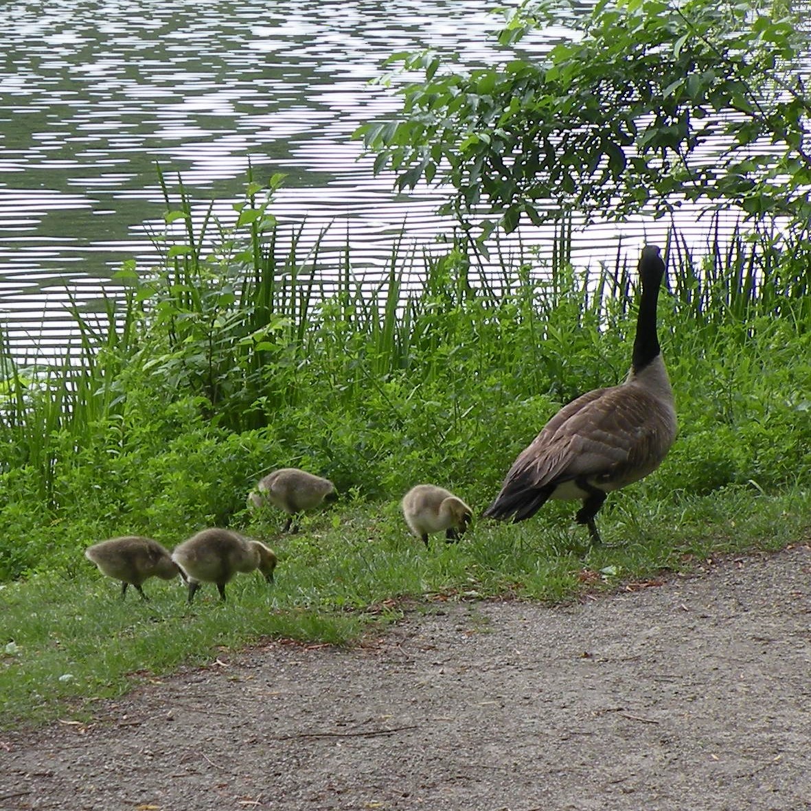 Canada Goose - ML620317906