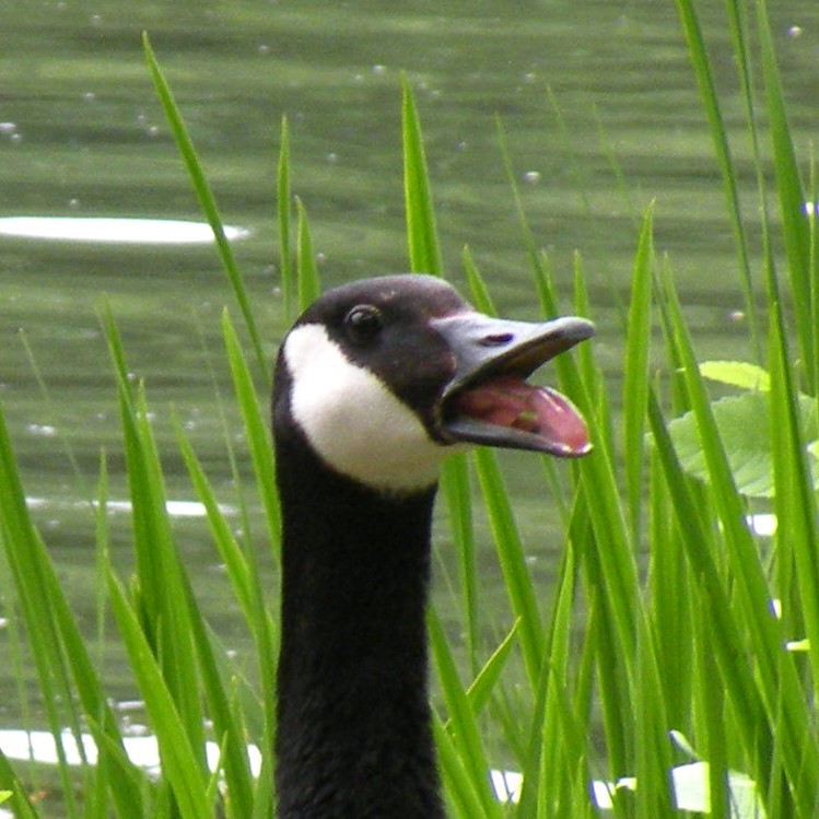 Canada Goose - ML620317907