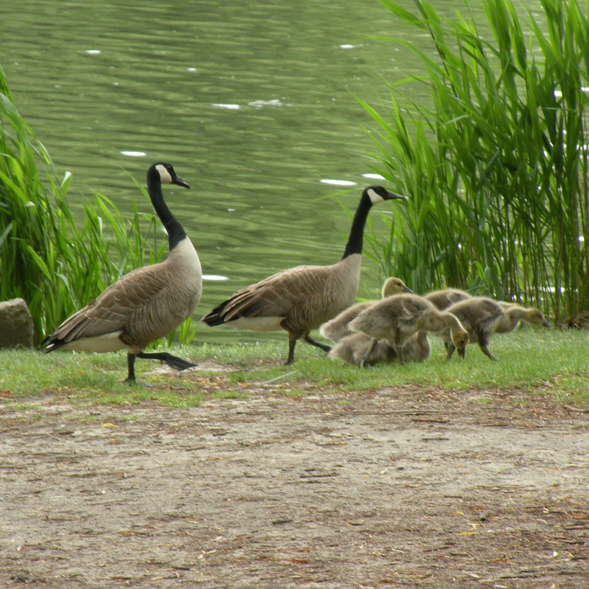 Canada Goose - ML620317908