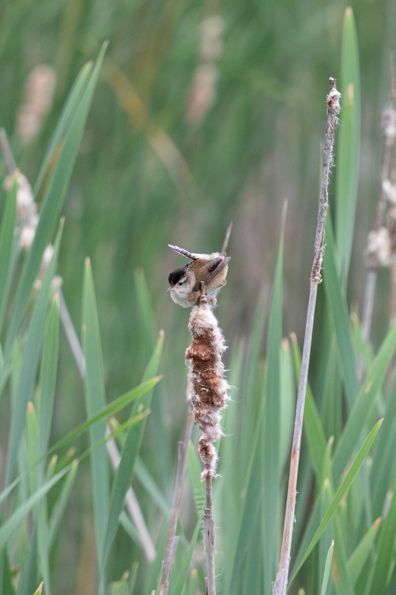 Marsh Wren - ML620317912