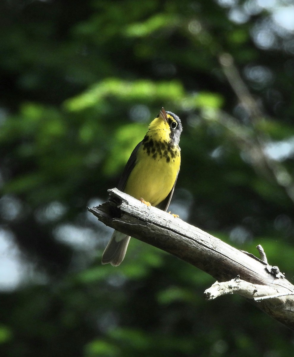 Canada Warbler - ML620317916