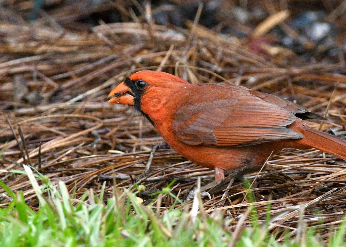 Northern Cardinal - ML620317917