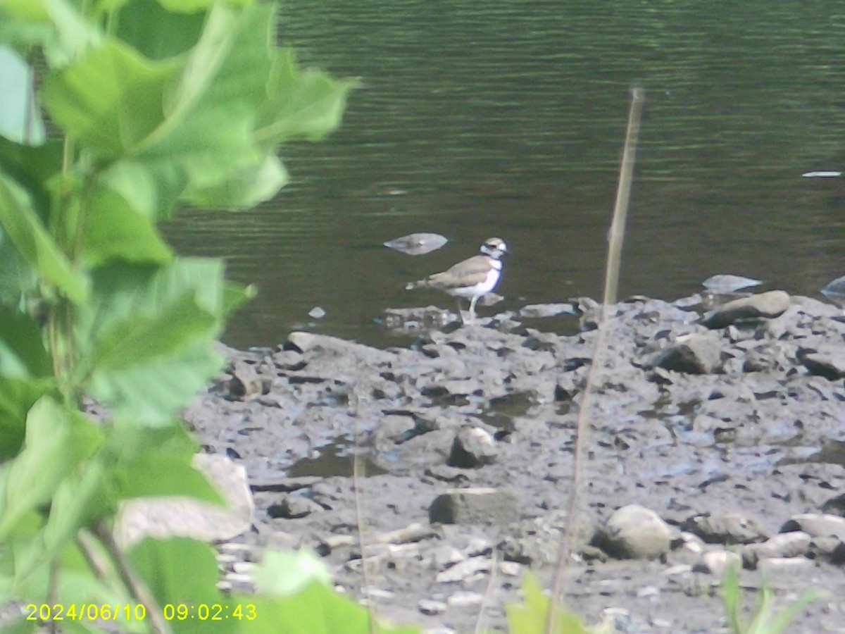 Killdeer - ML620317919