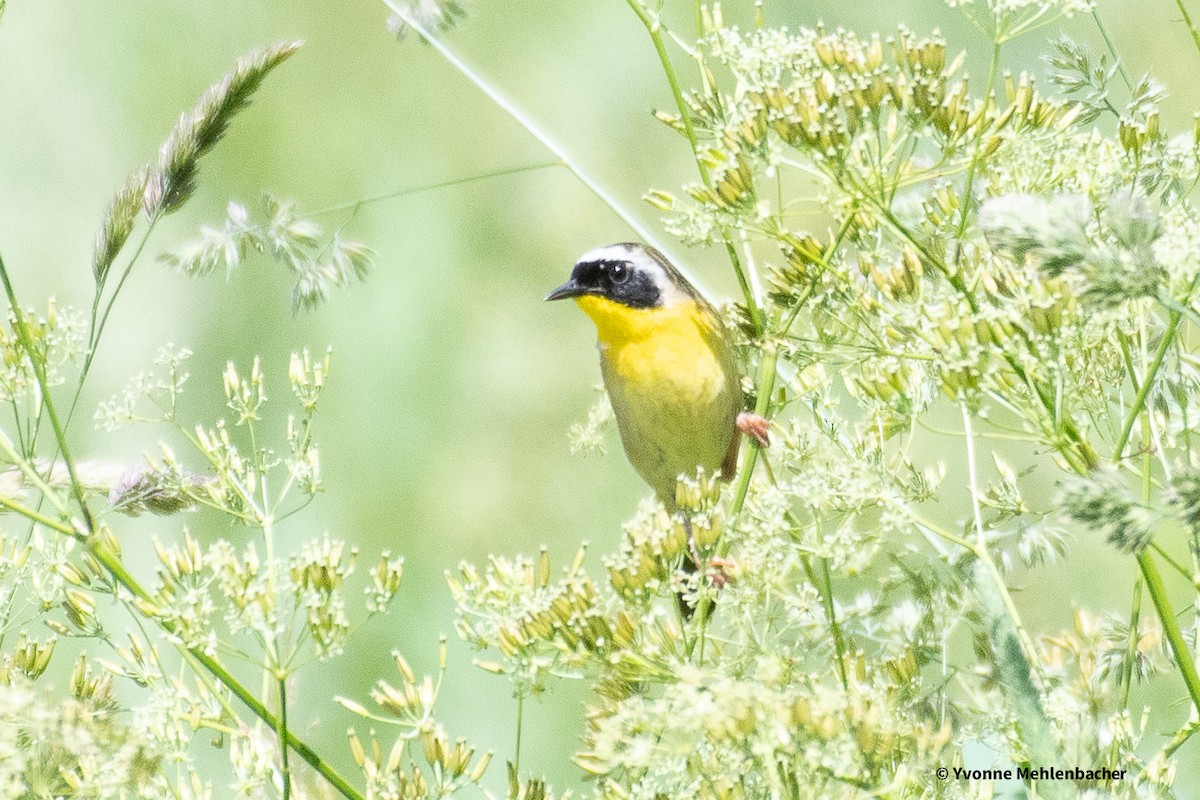 Common Yellowthroat - ML620317920