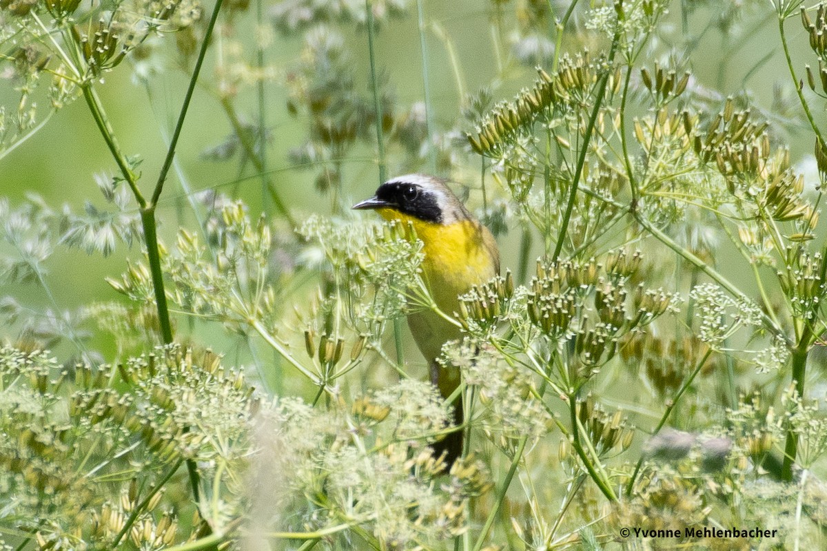 Common Yellowthroat - ML620317921