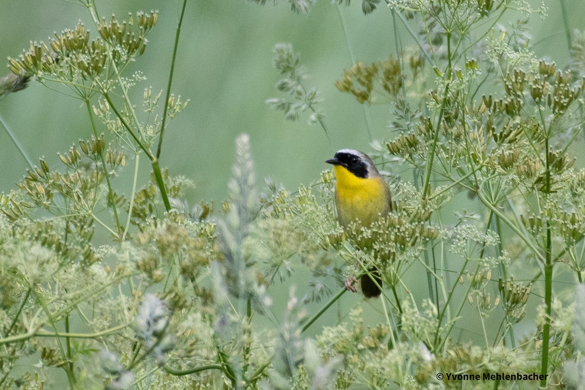 Common Yellowthroat - ML620317922