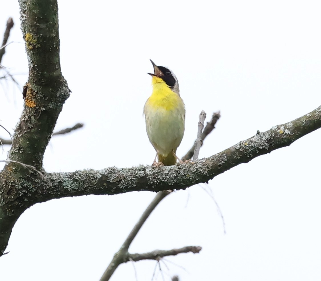 Common Yellowthroat - ML620317925