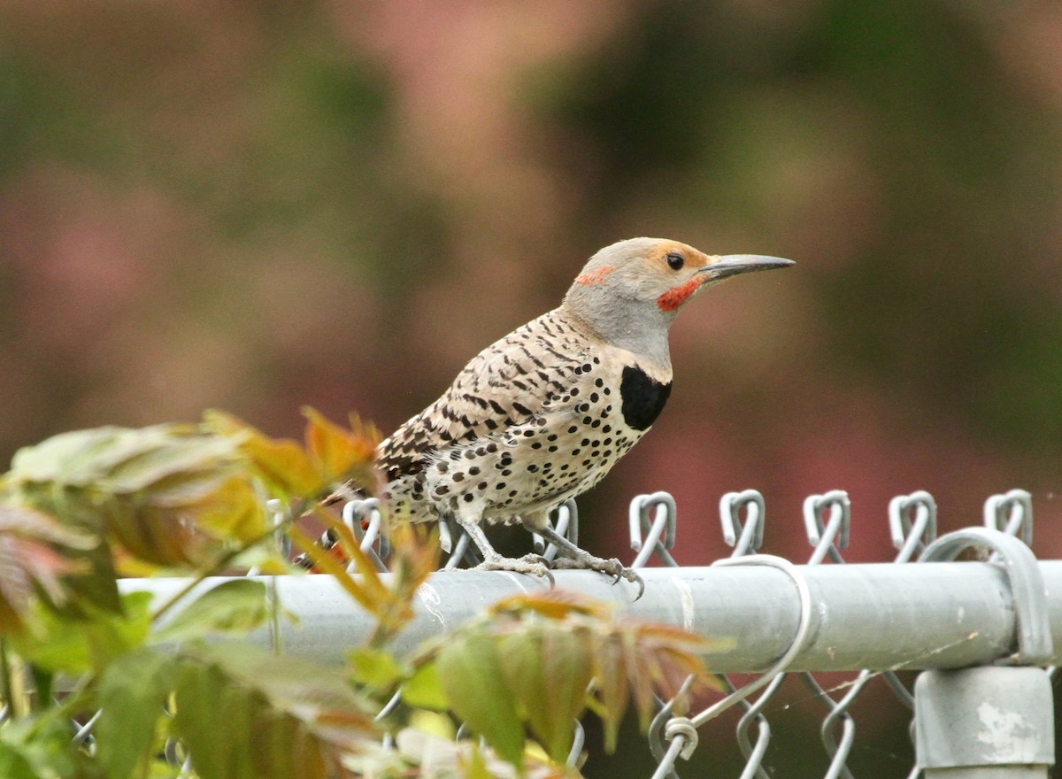 Northern Flicker (Yellow-shafted x Red-shafted) - ML620317926