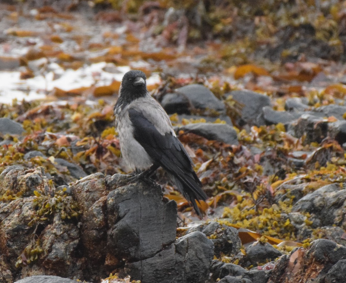 Hooded Crow - ML620317929