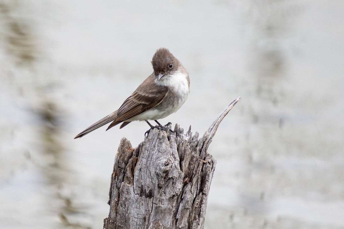 Eastern Phoebe - ML620317937