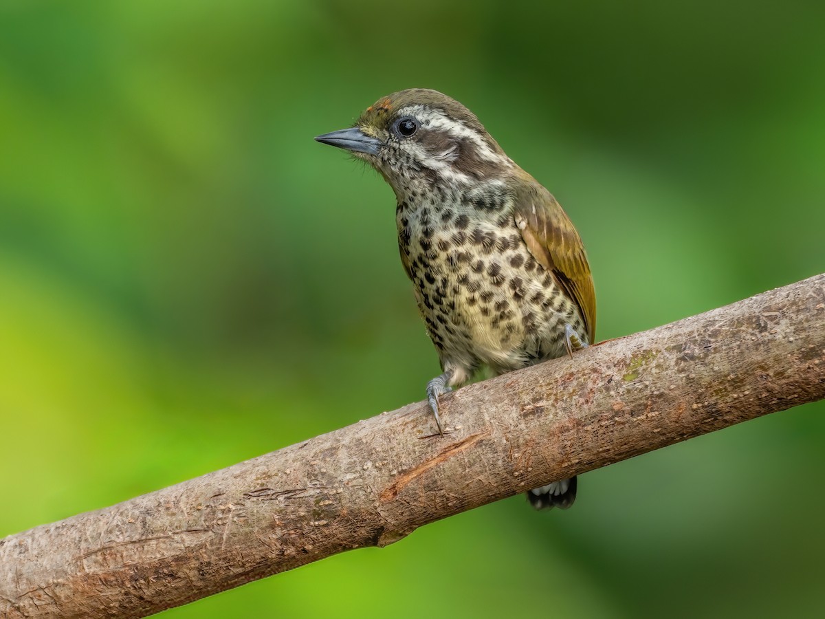 Speckled Piculet - eBird