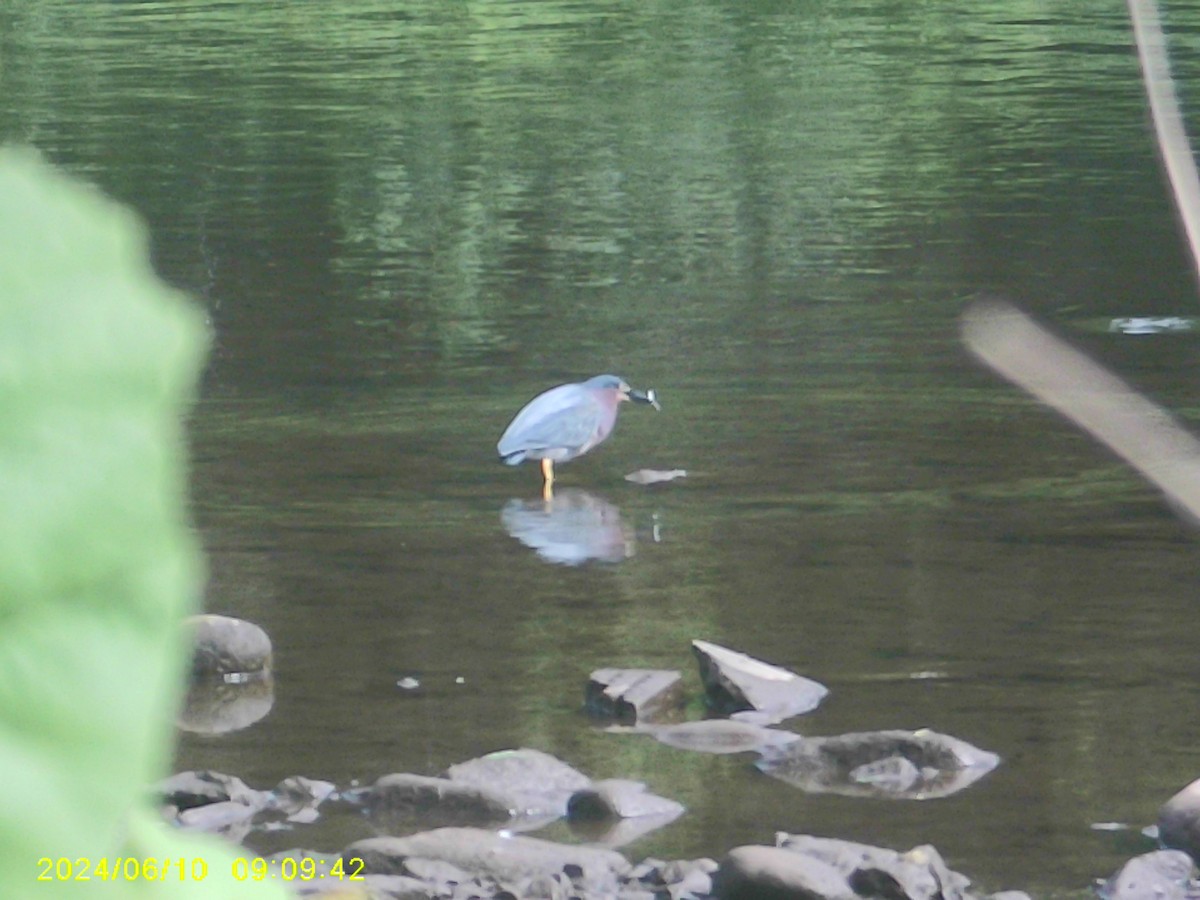 Green Heron - ML620317949