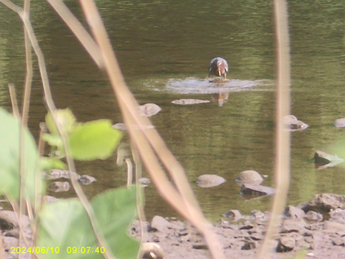 Green Heron - ML620317950