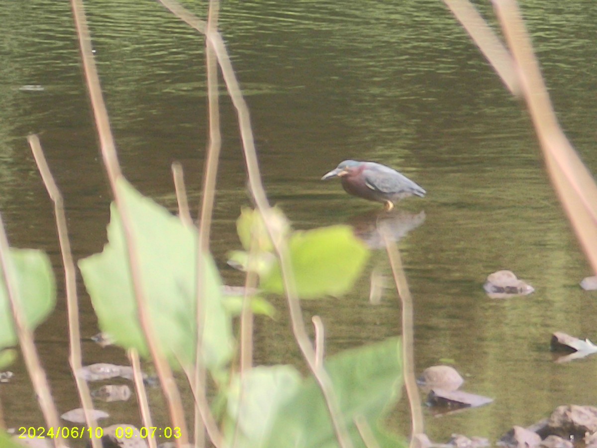 Green Heron - ML620317951