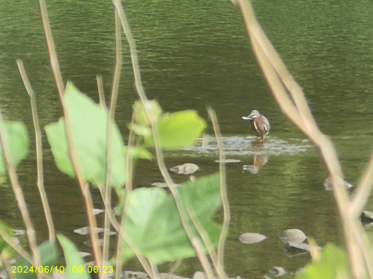 Green Heron - ML620317953