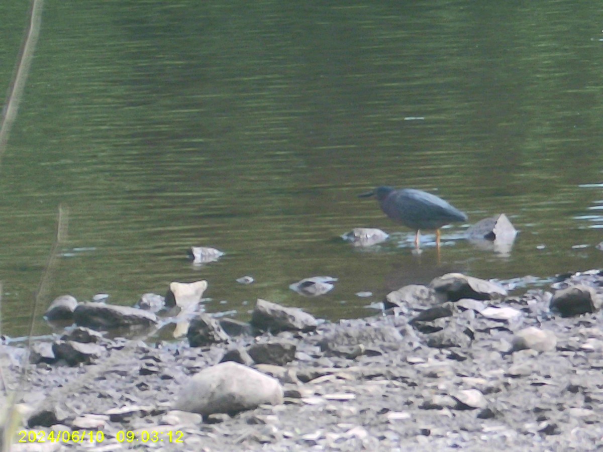 Green Heron - ML620317954